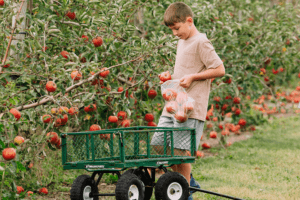 boy picking apples and placing in bag